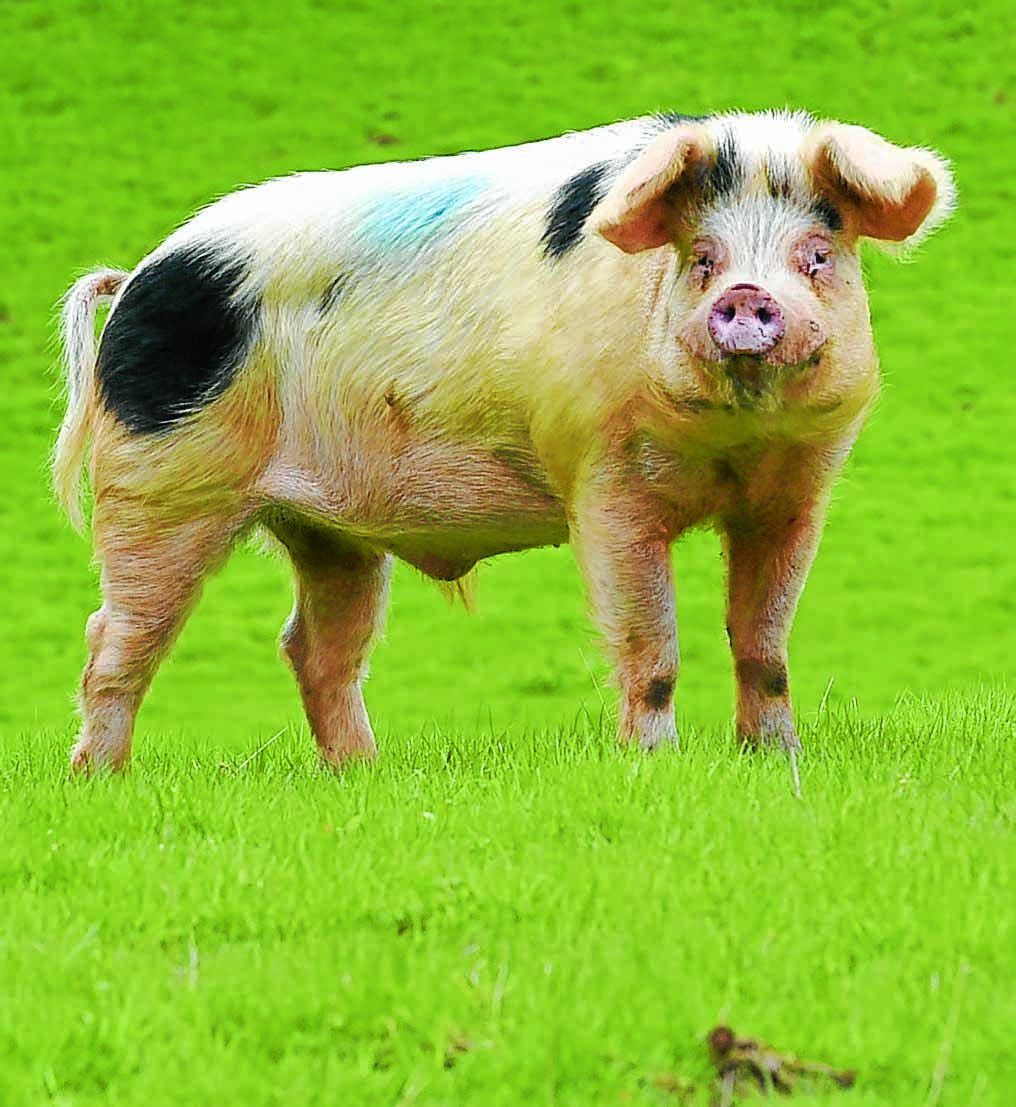 runaway-pig-hj1 67011694
