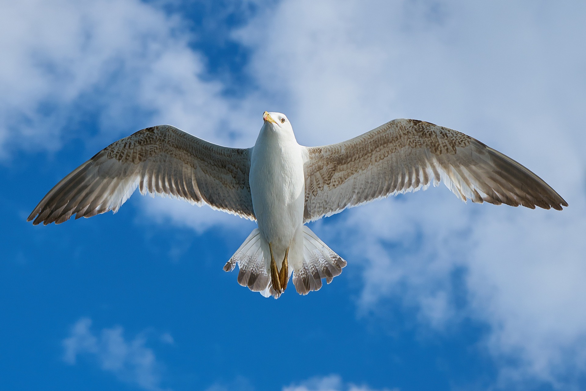 Calls for more action on gull concerns