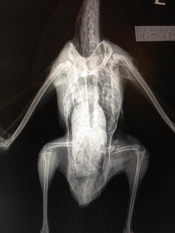 Appeal for seagull shooter