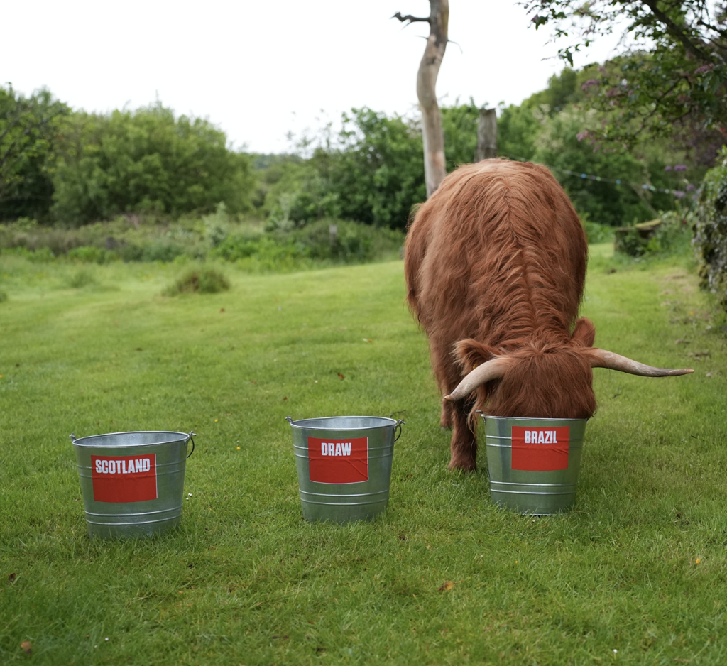 Is Highland cow a football psychic?