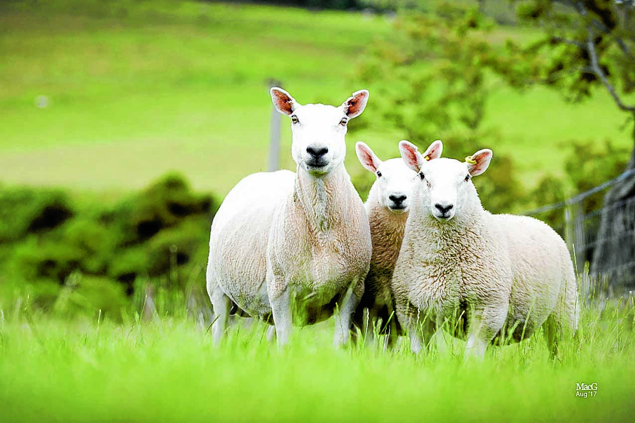 Forgotten Fleece Tales