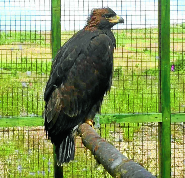Special name for eagle