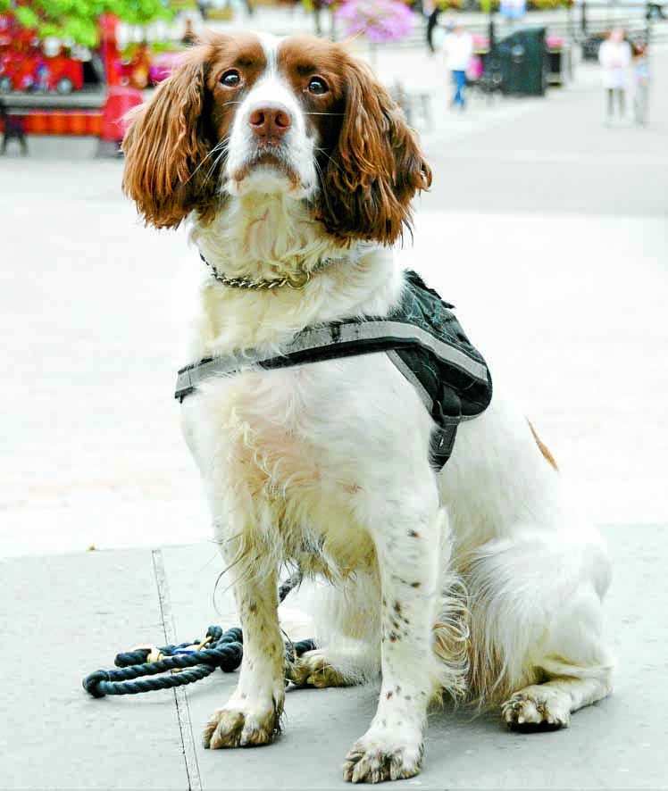 Spaniel recruited in hunt for illegal tobacco