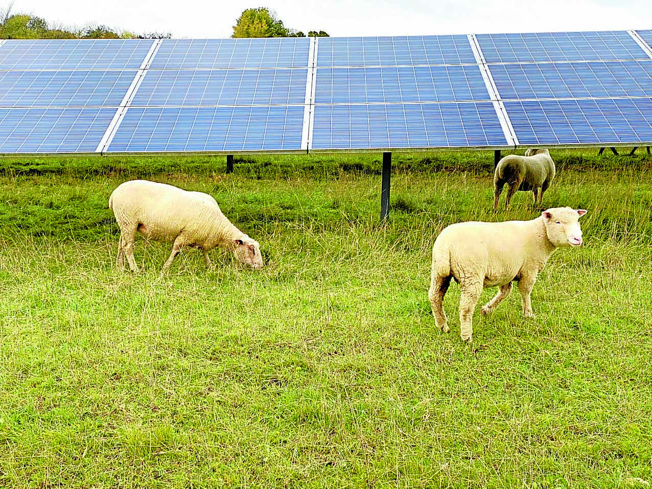 solar-farm-sk