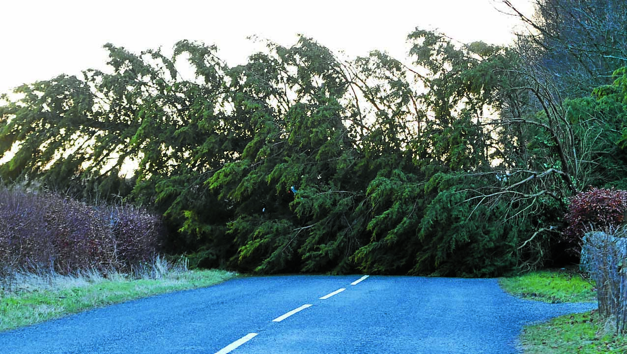 Powering on as trees fall around them