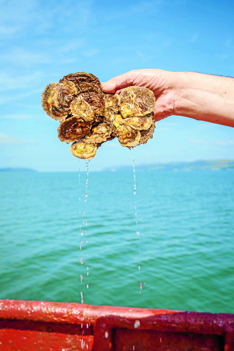 Officially the Oyster Town