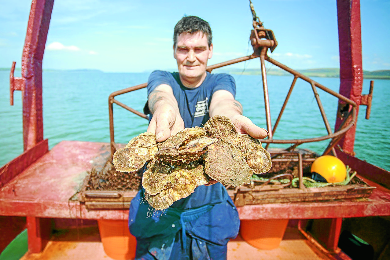 Summer boost to oysters
