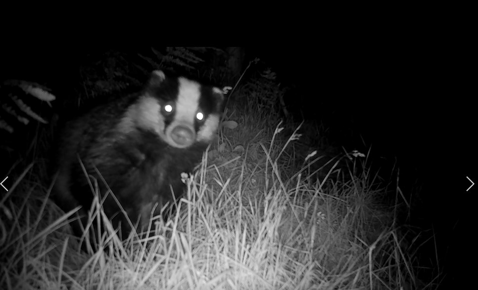 Are there wild mammals in your garden?