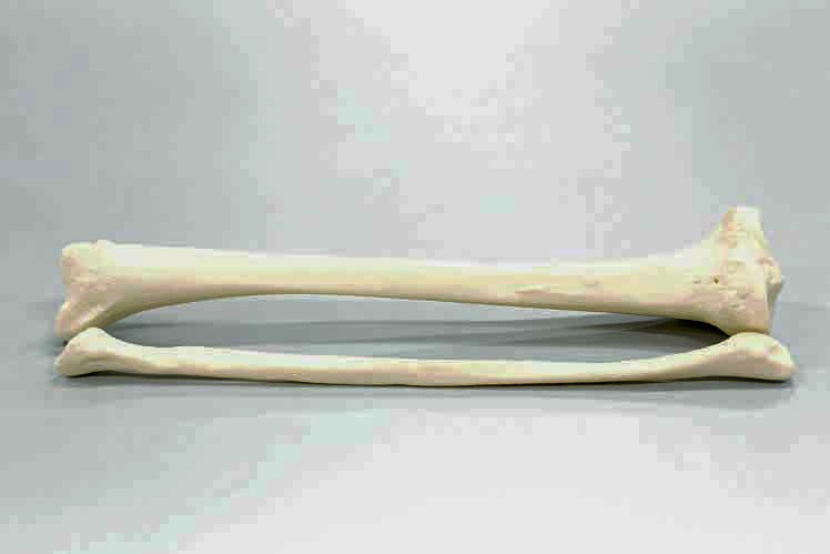 Human bone on the beach