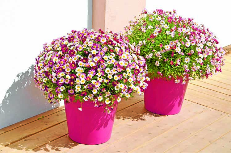 Garden trends - what’s hot
