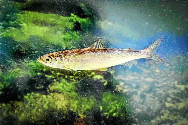 Healthy population of rare fish found in area loch
