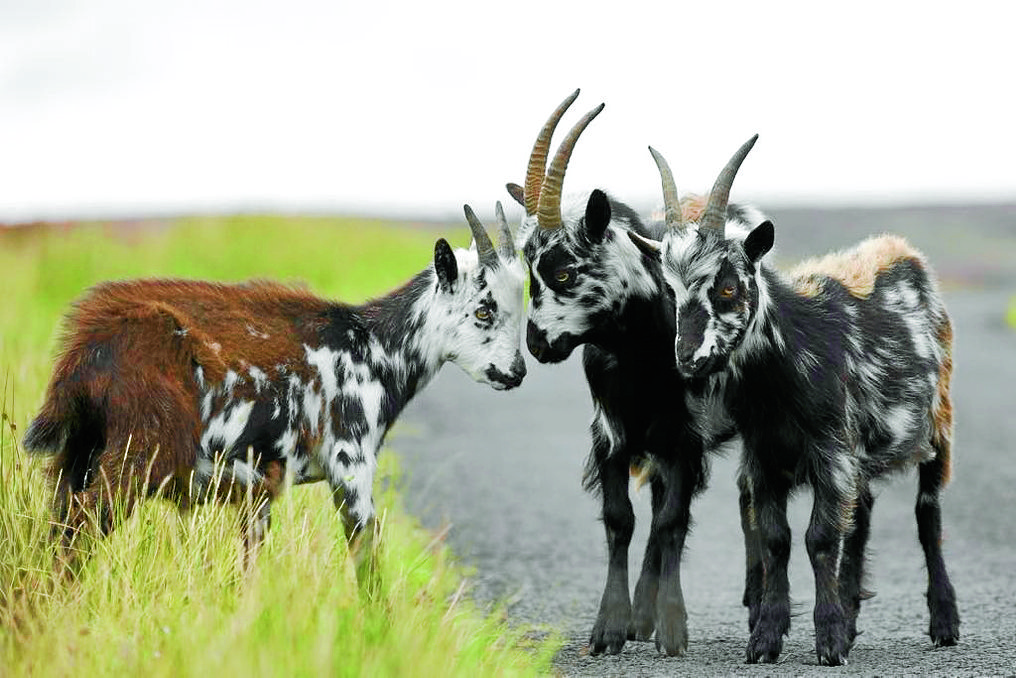 No plans to protect goats