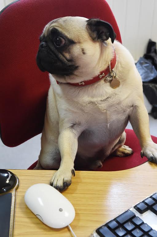 A Pug's life - a day in the life of a news hound