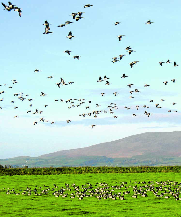 All things geese at the wild festival